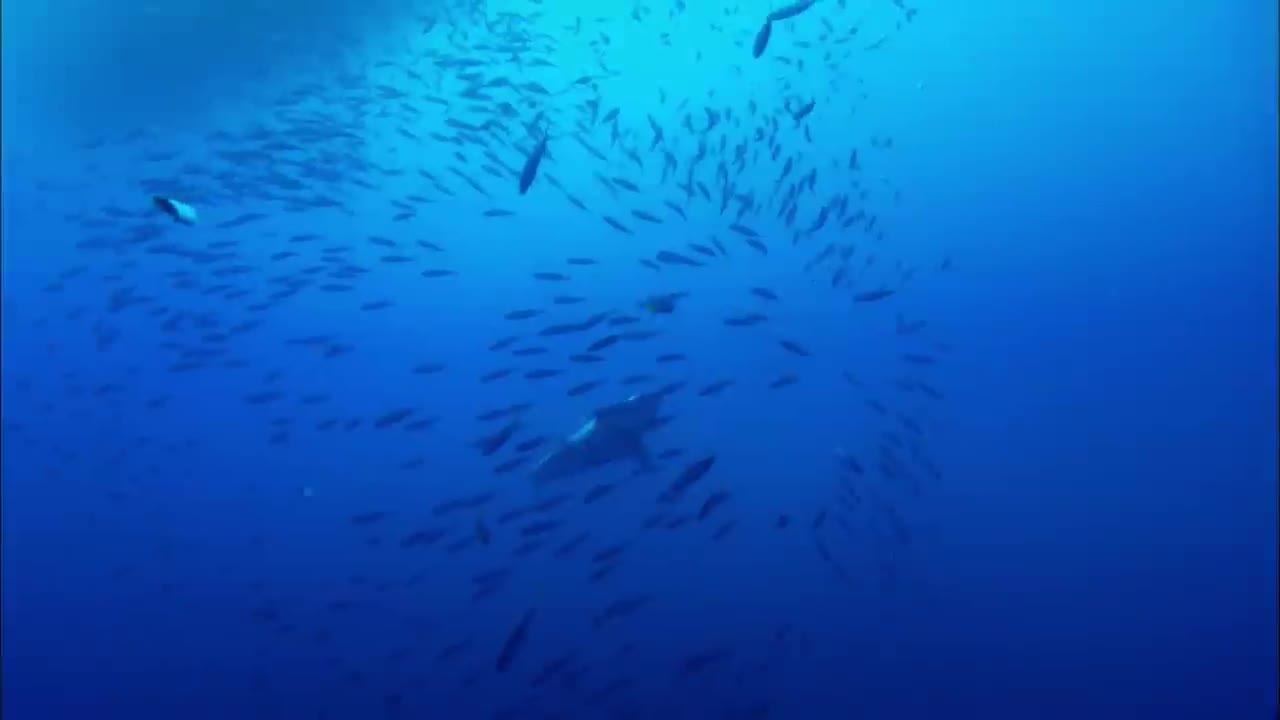 Great White Sharks Closer Than Ever